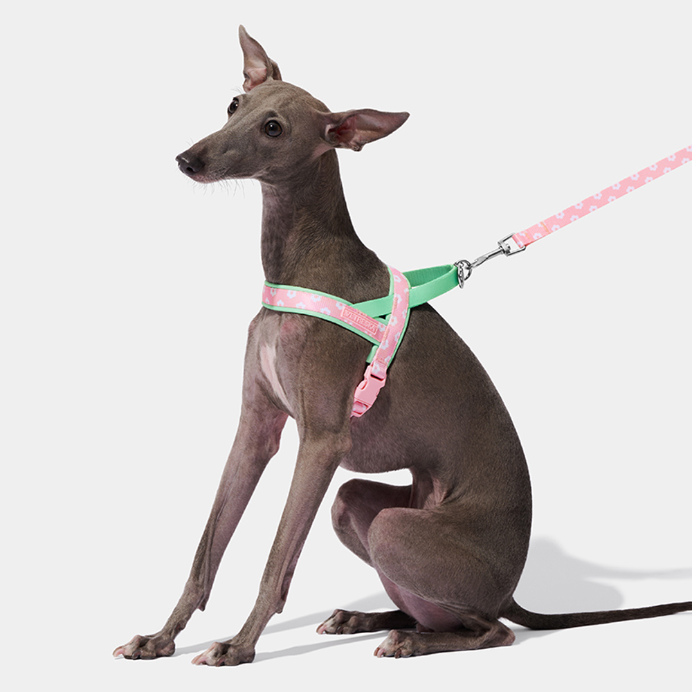 Headcollar Rope Set - 高級ペット用チェストストラップ牽引ロープセット、イタリアングレーハウンド用犬用ハーネス、ウィペット犬用散歩用リード、牽引ロープ