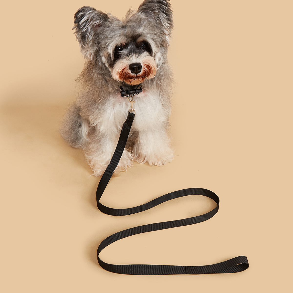 ペット用リード＆首輪セット、丈夫な犬用リード、散歩トレーニン - Headcollar Rope Set のレビューと価格