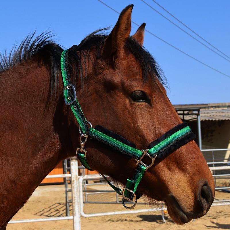 耐摩耗性テキスタイル製馬用ハーネスセット、耐摩耗性ヘッドカラ - Headcollar Rope Set のレビューと価格