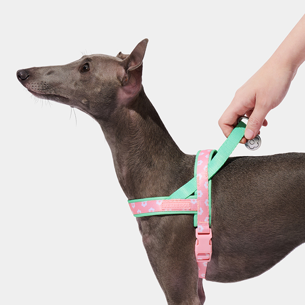 高級ペット用チェストストラップ牽引ロープセット、イタリアング - Headcollar Rope Set のレビューと価格