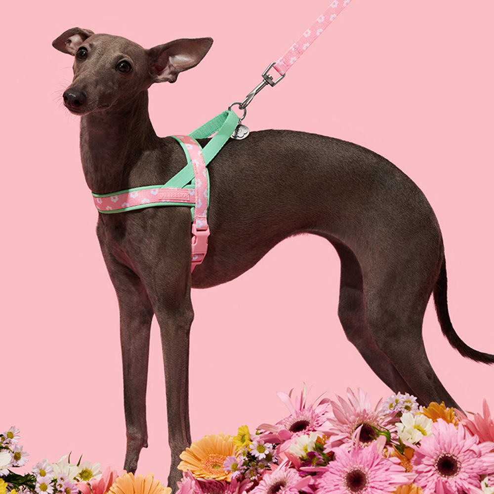 高級ペット用チェストストラップ牽引ロープセット、イタリアング - Headcollar Rope Set のレビューと価格