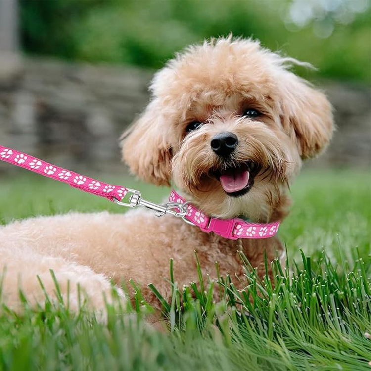 犬の足跡柄ペット牽引ロープ、調節可能な首輪付き子犬用首輪セッ - Headcollar Rope Set のレビューと価格